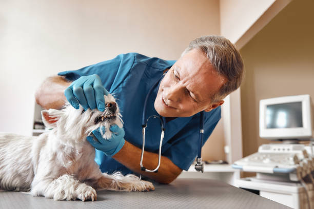 Best Emergency Root Canal Therapy in Dagsboro, DE